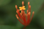 Malaysian flower